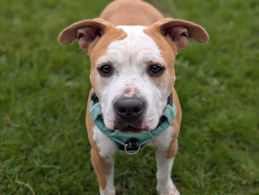 PRADA VAA, female 6yo American Staffordshire Terrier for adoption at SPA Vaux-le-Pénil, Vaux-le-Pénil