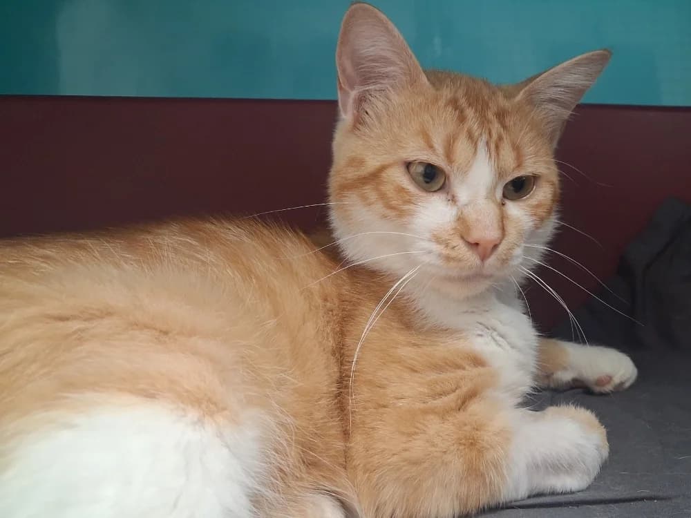 ROUQUEMOUTE, Mixed Breed (SPA Vaux-le-Pénil)
