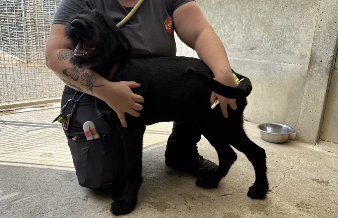 SAPHIR VAA, female Mixed Breed for adoption at SPA Vaux-le-Pénil, Vaux-le-Pénil