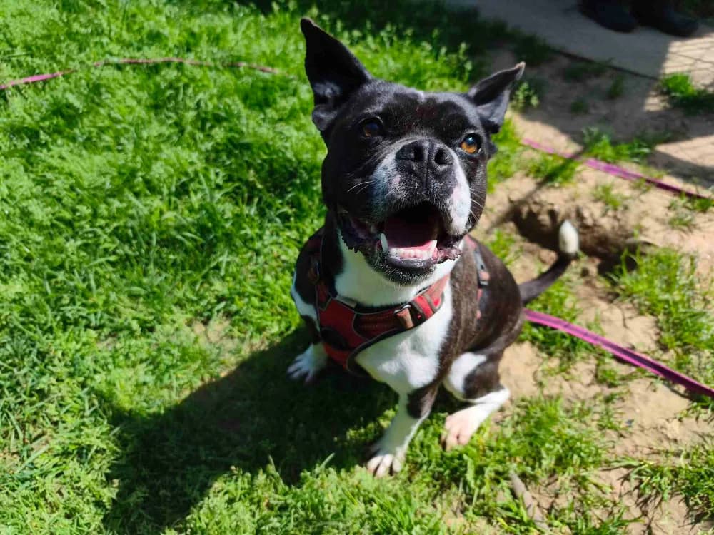 DOUG VAA, male 5yo French Bulldog for adoption at SPA Vaux-le-Pénil, Vaux-le-Pénil