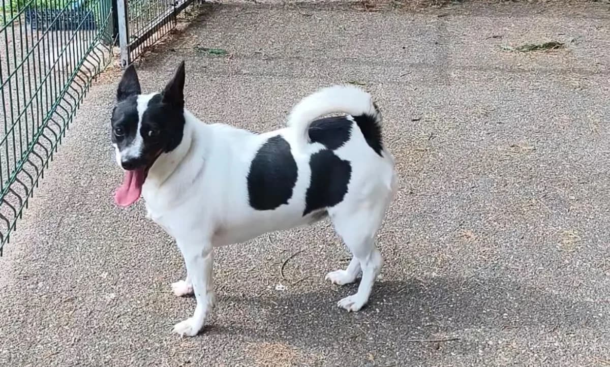LUCIE VAA, female young Jack Russell Terrier for adoption at SPA Vaux-le-Pénil, Vaux-le-Pénil