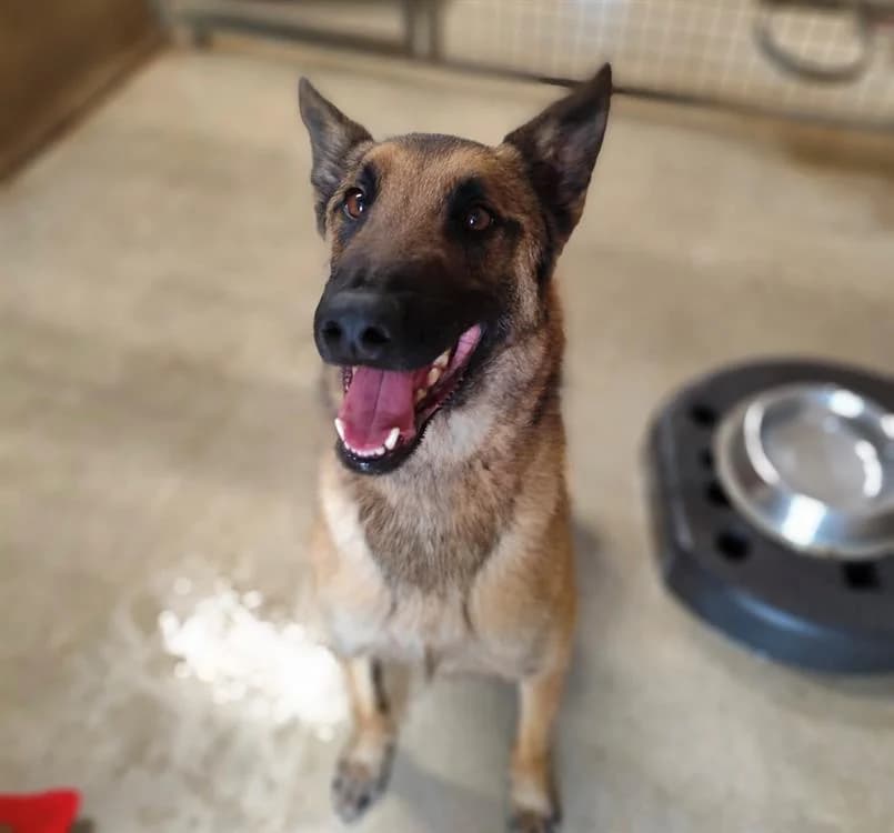SOCRATE, male 5yo Belgian Malinois for adoption at SPA Vaux-le-Pénil, Vaux-le-Pénil