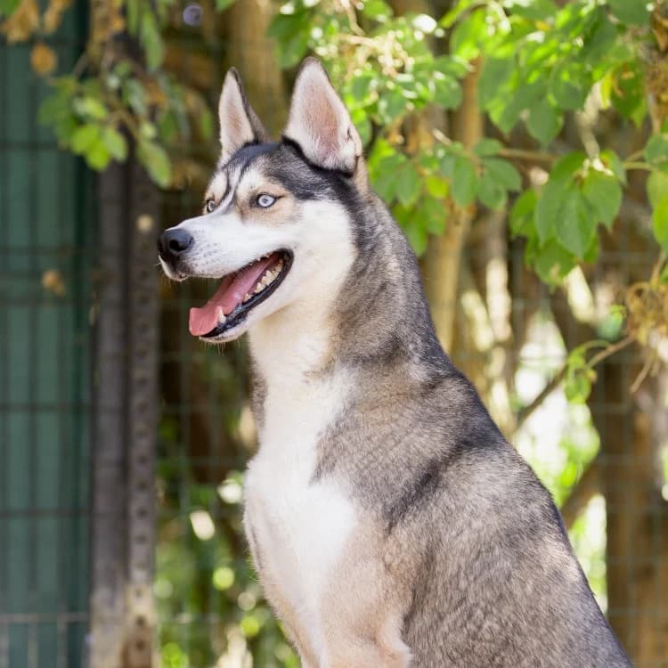 MEEKO VAA, male 5yo Husky for adoption at SPA Vaux-le-Pénil, Vaux-le-Pénil