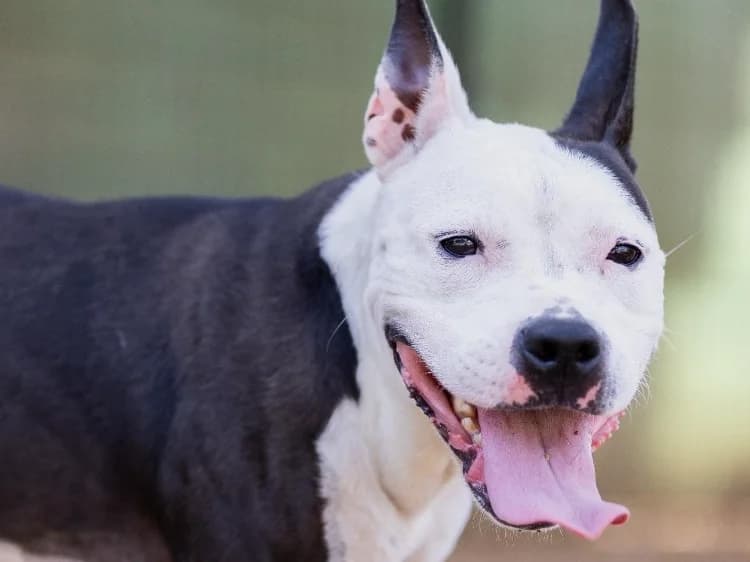 BEANNIE VAA, female 6yo mixed breed for adoption at SPA Vaux-le-Pénil, Vaux-le-Pénil
