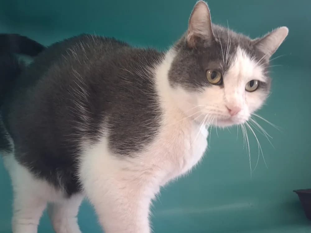 MISTIGRI C, male senior Mixed Breed for adoption at SPA Vaux-le-Pénil, Vaux-le-Pénil