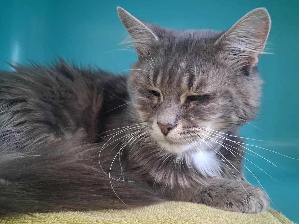 SEDONO C, male 7yo Mixed Breed for adoption at SPA Vaux-le-Pénil, Vaux-le-Pénil