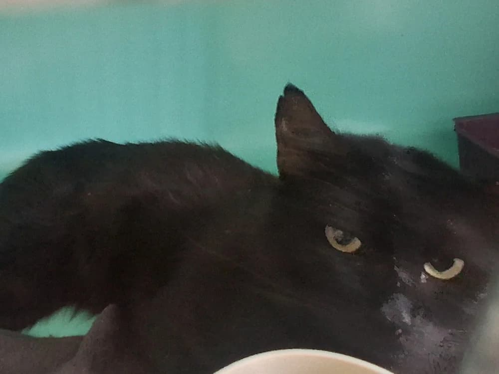 MEDOC C, male 5yo Mixed Breed for adoption at SPA Vaux-le-Pénil, Vaux-le-Pénil
