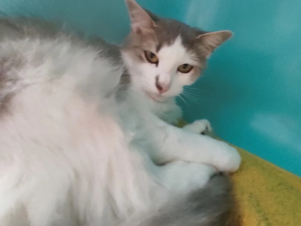 PIGNATA C, female 4yo Mixed Breed for adoption at SPA Vaux-le-Pénil, Vaux-le-Pénil