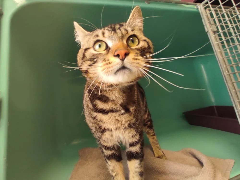 URBAN C, male 5yo Mixed Breed for adoption at SPA Vaux-le-Pénil, Vaux-le-Pénil