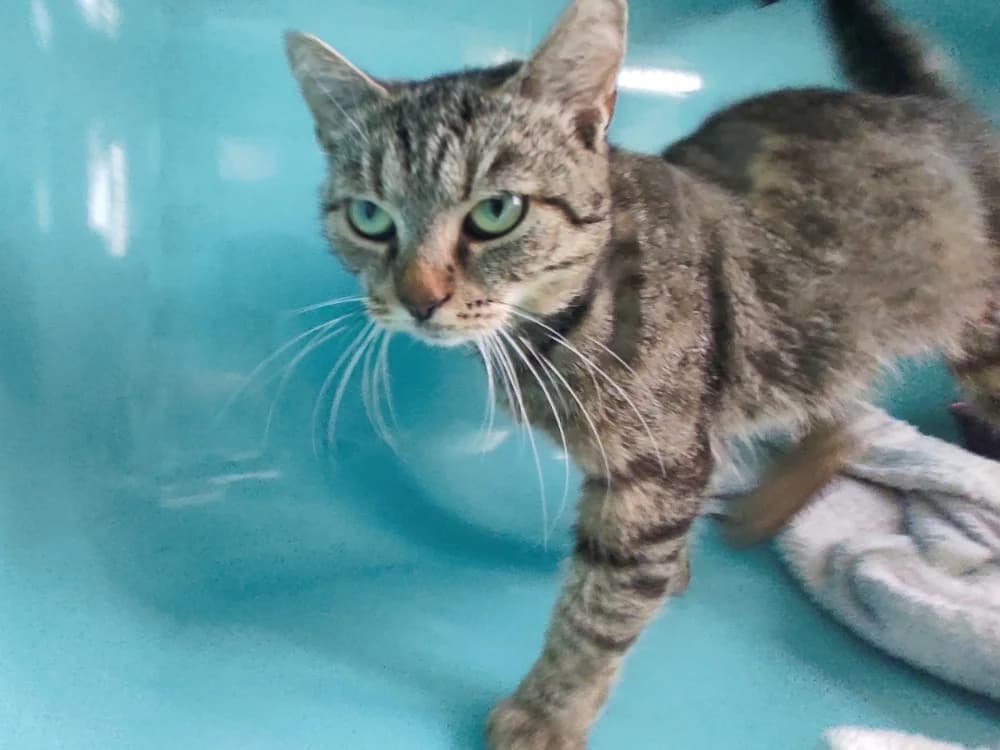 CRAMETTE C, female 5yo Mixed Breed for adoption at SPA Vaux-le-Pénil, Vaux-le-Pénil