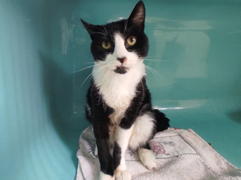 WINSTON C, male 6yo Mixed Breed for adoption at SPA Vaux-le-Pénil, Vaux-le-Pénil