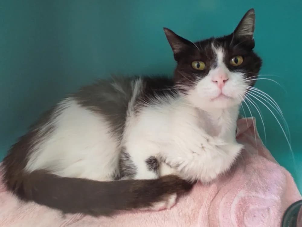FIFI C, male senior Mixed Breed for adoption at SPA Vaux-le-Pénil, Vaux-le-Pénil