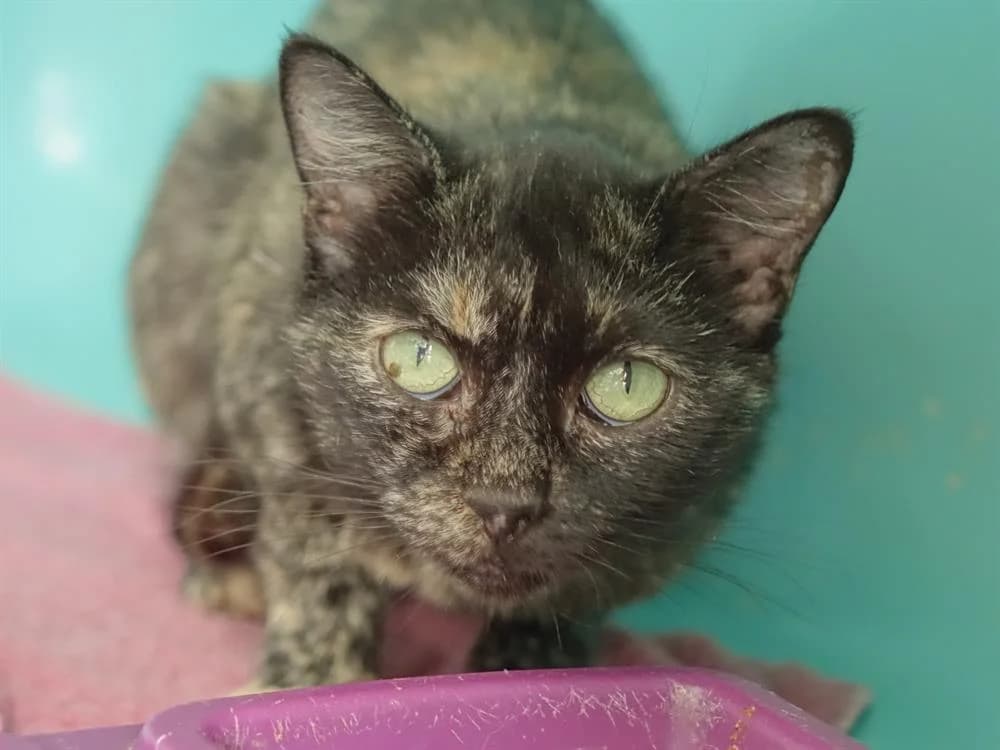 SUNRISE C, female senior Mixed Breed for adoption at SPA Vaux-le-Pénil, Vaux-le-Pénil