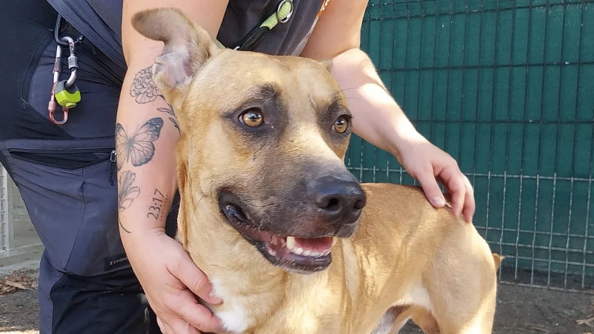 GASTON, male young mixed breed for adoption at SPA Vaux-le-Pénil, Vaux-le-Pénil