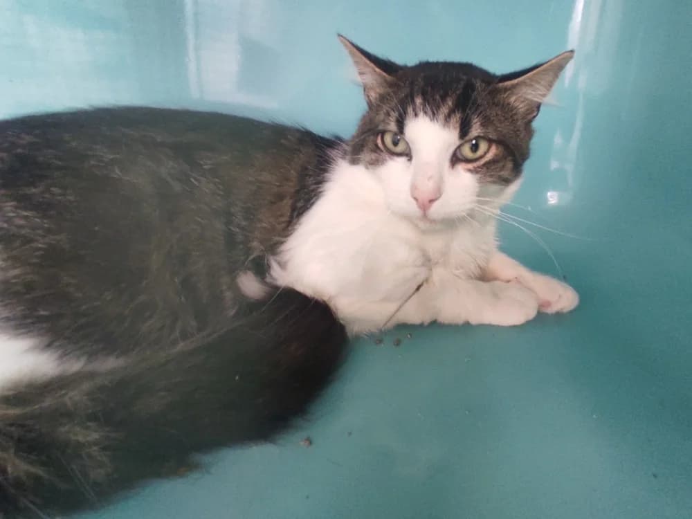 KANKURO C, male 3yo Mixed Breed for adoption at SPA Vaux-le-Pénil, Vaux-le-Pénil