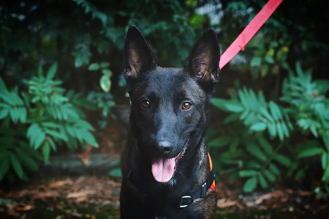 NINA VAA, female senior Belgian Malinois for adoption at SPA Vaux-le-Pénil, Vaux-le-Pénil