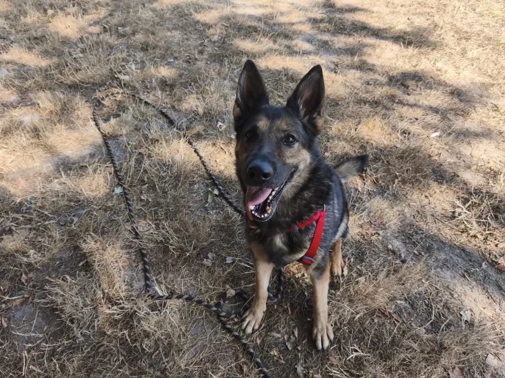 DIANA VAA, female 4yo German Shepherd for adoption at SPA Vaux-le-Pénil, Vaux-le-Pénil