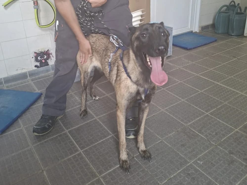 KAYA VAA, female young Belgian Malinois for adoption at SPA Vaux-le-Pénil, Vaux-le-Pénil