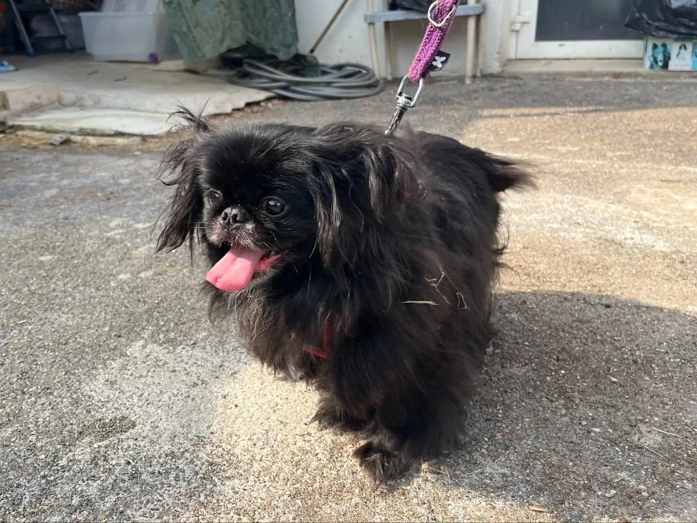FRANCK VAA, male 7yo mixed breed for adoption at SPA Vaux-le-Pénil, Vaux-le-Pénil
