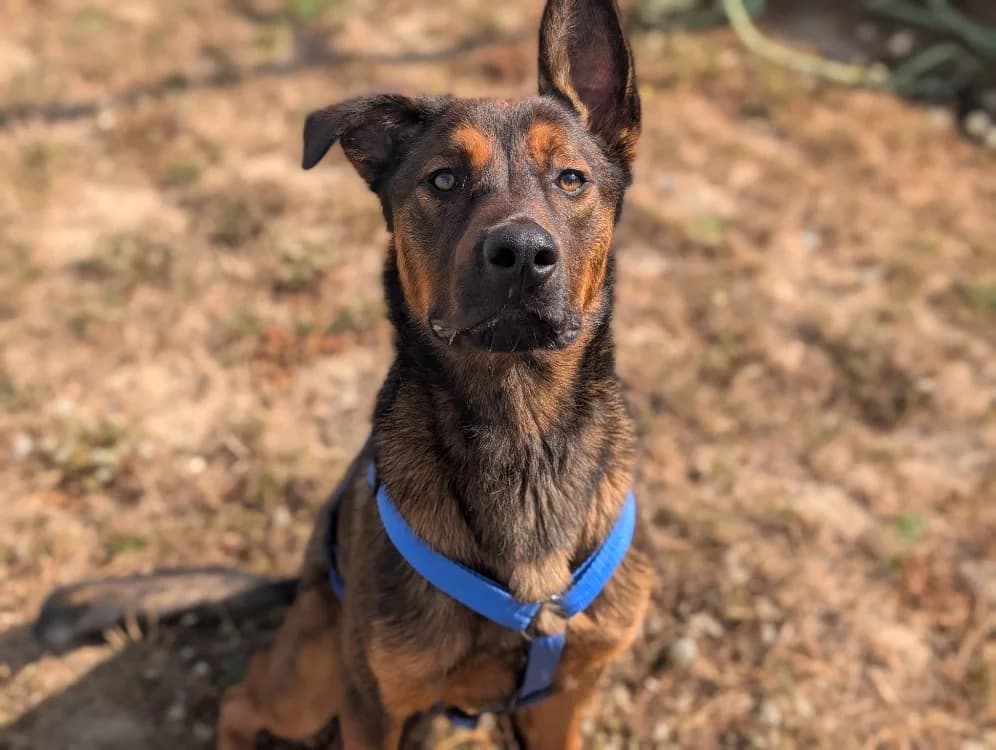 HUNK VAA, male mixed breed for adoption at SPA Vaux-le-Pénil, Vaux-le-Pénil