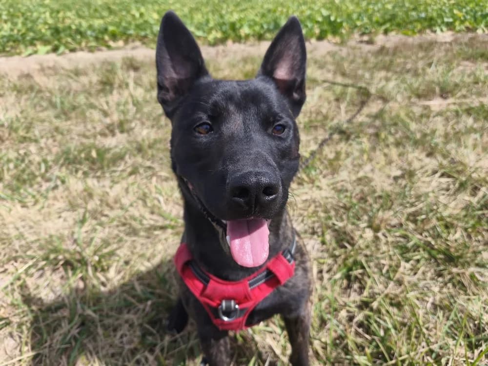 RAYKI VAA, male young Mixed Breed for adoption at SPA Vaux-le-Pénil, Vaux-le-Pénil