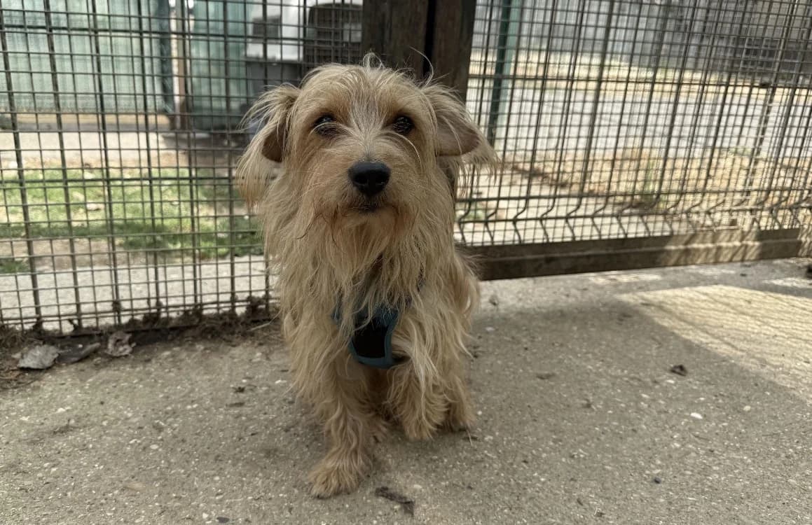MARLEY VAA, male Yorkshire Terrier for adoption at SPA Vaux-le-Pénil, Vaux-le-Pénil