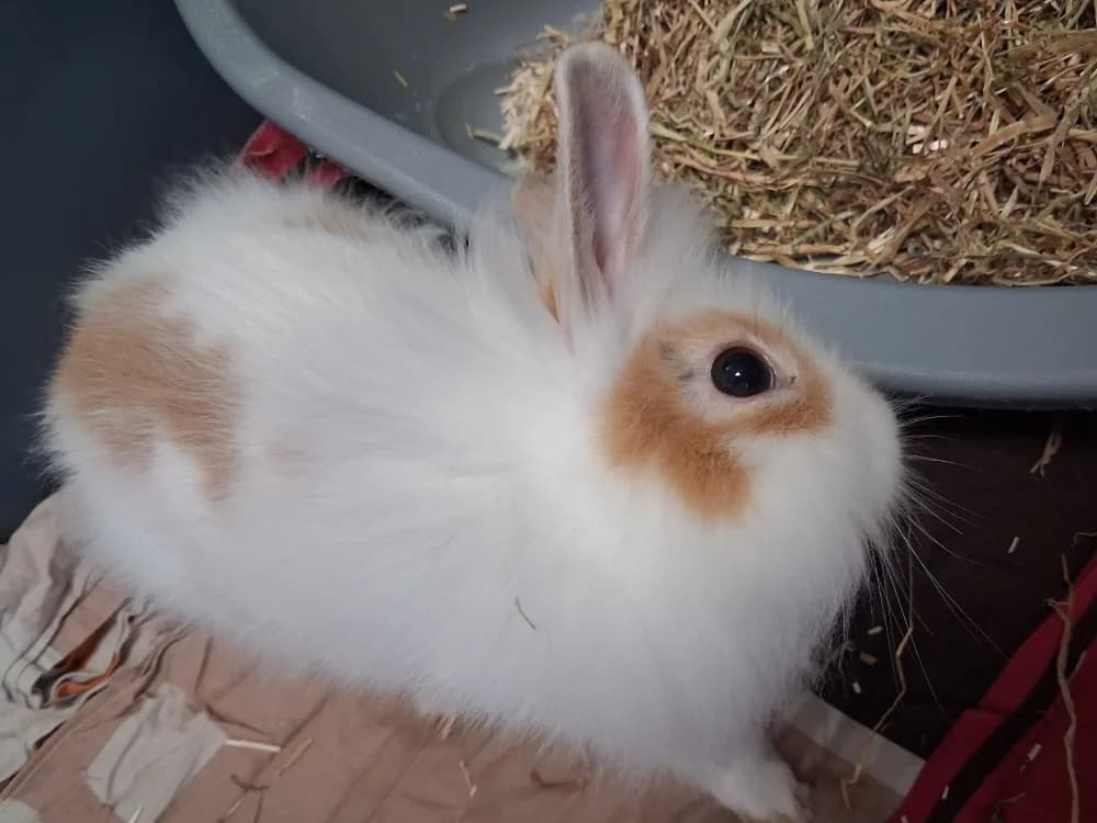 ETONNANT 695, male Mixed Breed for adoption at SPA Vaux-le-Pénil, Vaux-le-Pénil