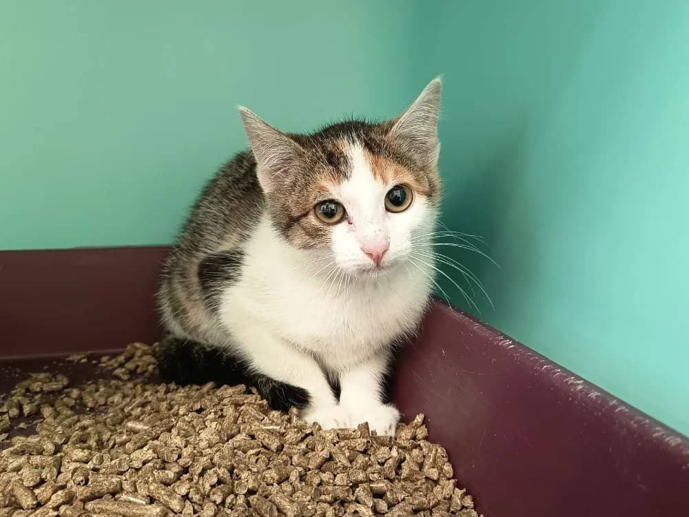 AVAST C, female Mixed Breed for adoption at SPA Vaux-le-Pénil, Vaux-le-Pénil
