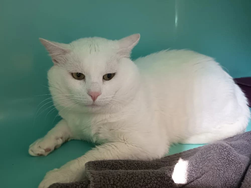 ARTICK C, male senior Mixed Breed for adoption at SPA Vaux-le-Pénil, Vaux-le-Pénil