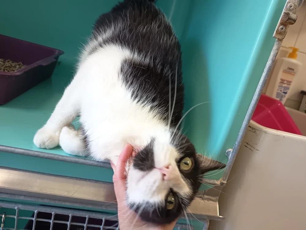 HEARTY C, male 6yo Mixed Breed for adoption at SPA Vaux-le-Pénil, Vaux-le-Pénil