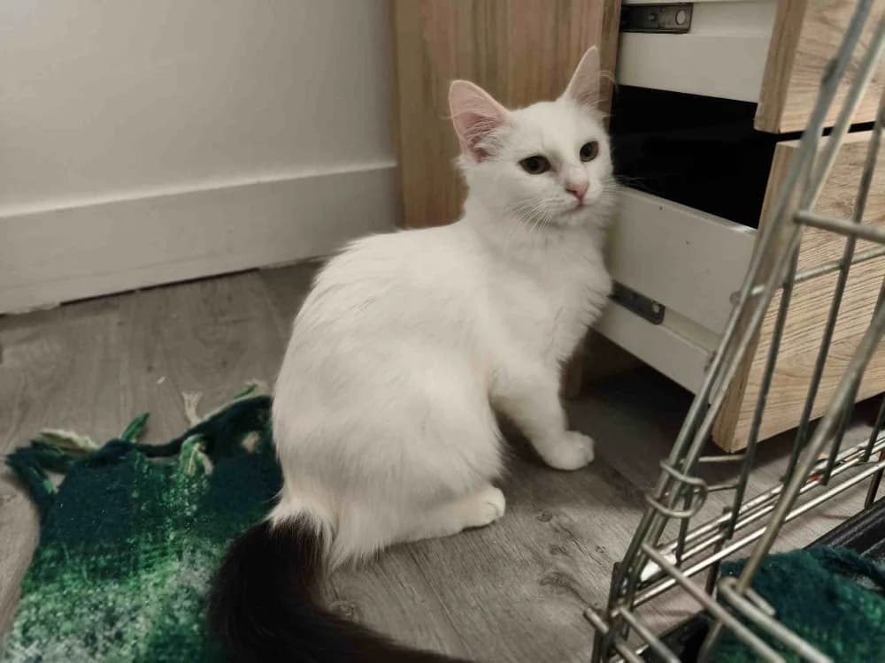 TYRONA C, female Mixed Breed for adoption at SPA Vaux-le-Pénil, Vaux-le-Pénil