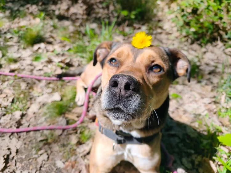 VEGETA, male 3yo Mixed Breed for adoption at SPA Vichy (Brugheas), Vichy