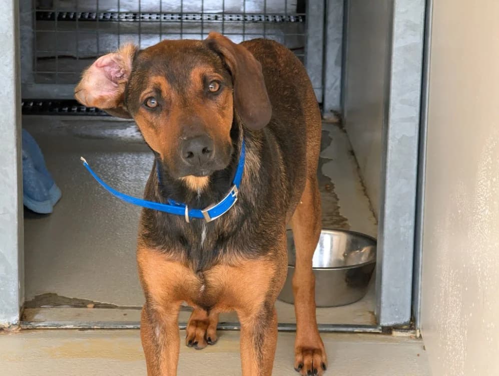 pipo, male young Mixed Breed for adoption at SPA Vichy (Brugheas), Vichy