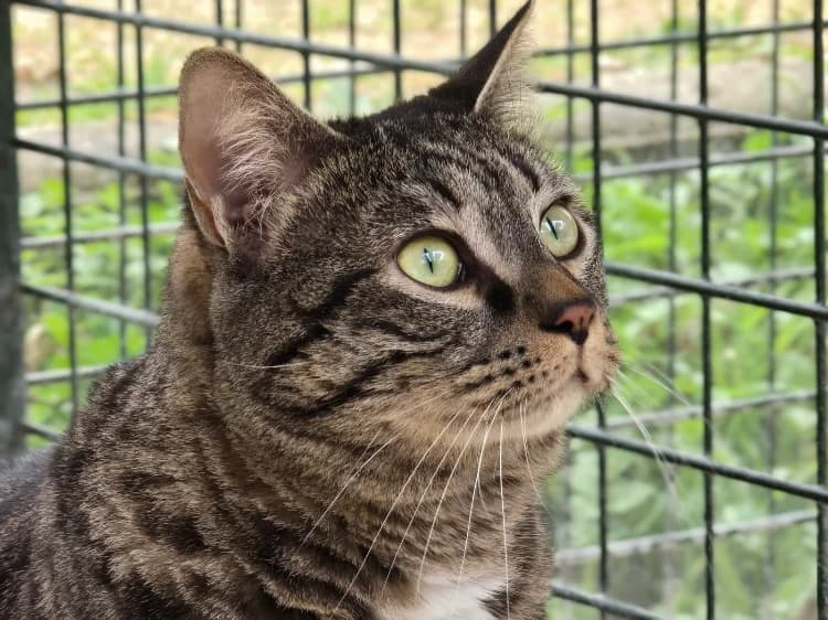 Louis, male young mixed breed for adoption at SPA Vichy (Brugheas), Vichy