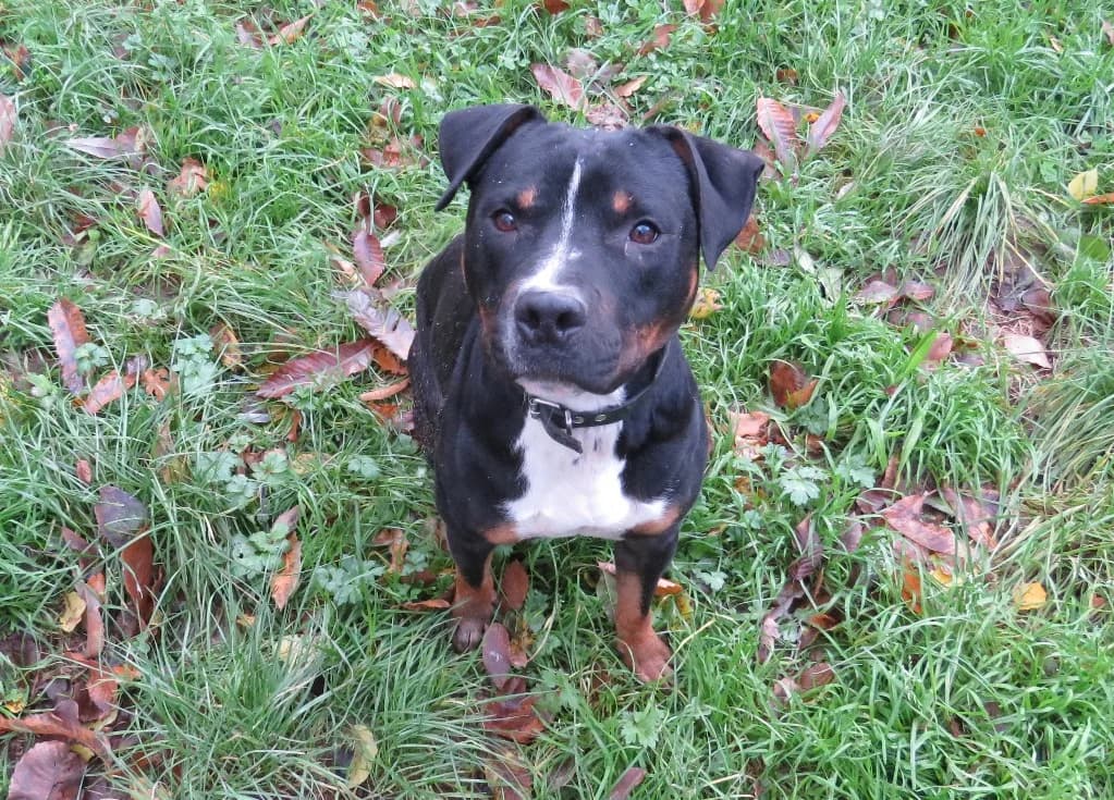 Rocky, male 7yo Staffordshire Bull Terrier for adoption at SPA Vichy (Brugheas), Vichy