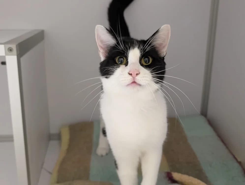 PLOUF, male mixed breed for adoption at SPA Gennevilliers (Grammont), Gennevilliers