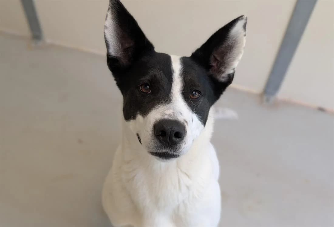 TALIA, female mixed breed for adoption at SPA Vichy (Brugheas), Vichy