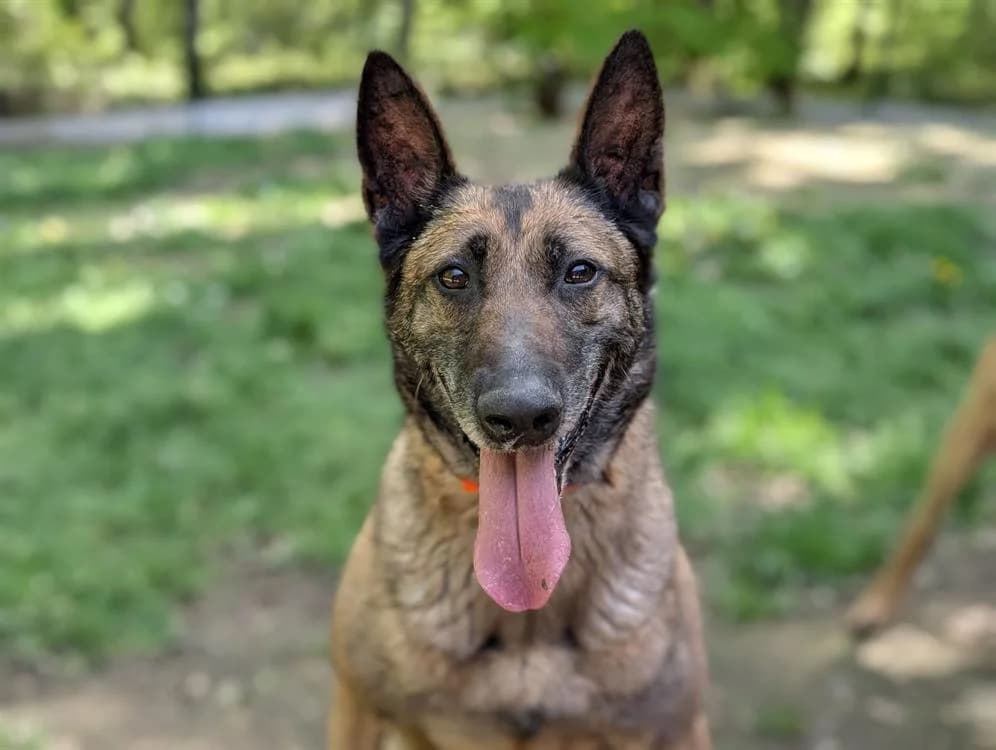 OPRAH, female senior Belgian Malinois for adoption at SPA Vichy (Brugheas), Vichy
