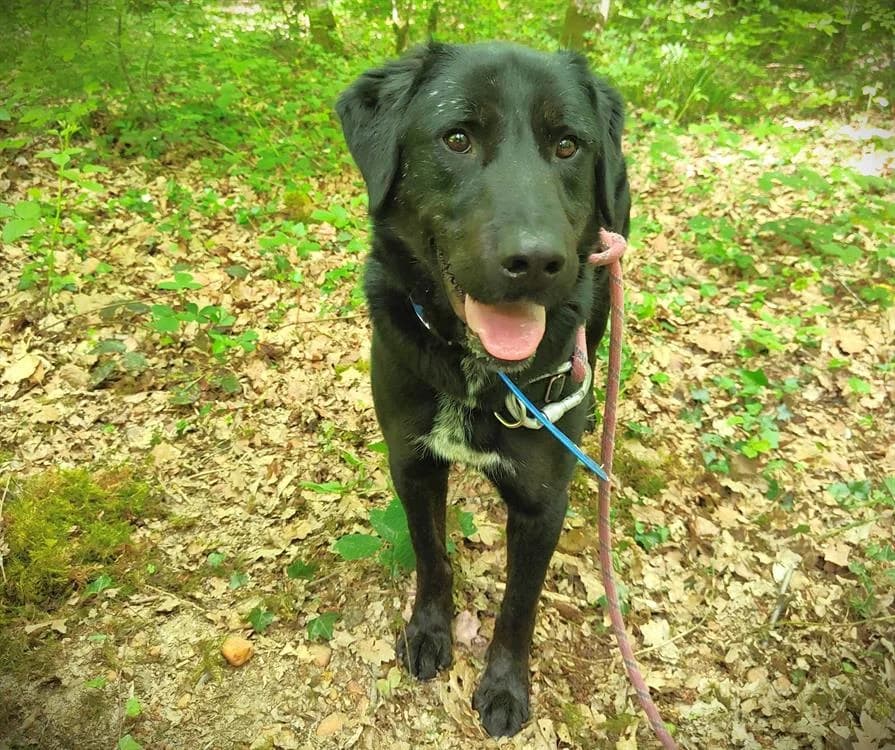 WATSON, male 5yo Labrador Retriever for adoption at SPA Vichy (Brugheas), Vichy