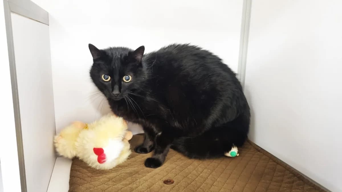 HARDY, male Mixed Breed for adoption at SPA Vichy (Brugheas), Vichy