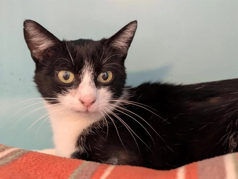 LIBELLULE, female 6yo Mixed Breed for adoption at SPA Vichy (Brugheas), Vichy