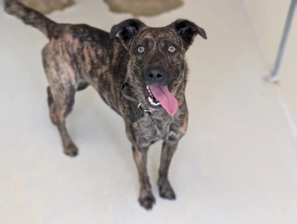 OVA, female young Mixed Breed for adoption at SPA Vichy (Brugheas), Vichy