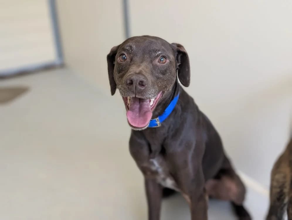 PHEBUS, male 7yo Labrador Retriever for adoption at SPA Vichy (Brugheas), Vichy