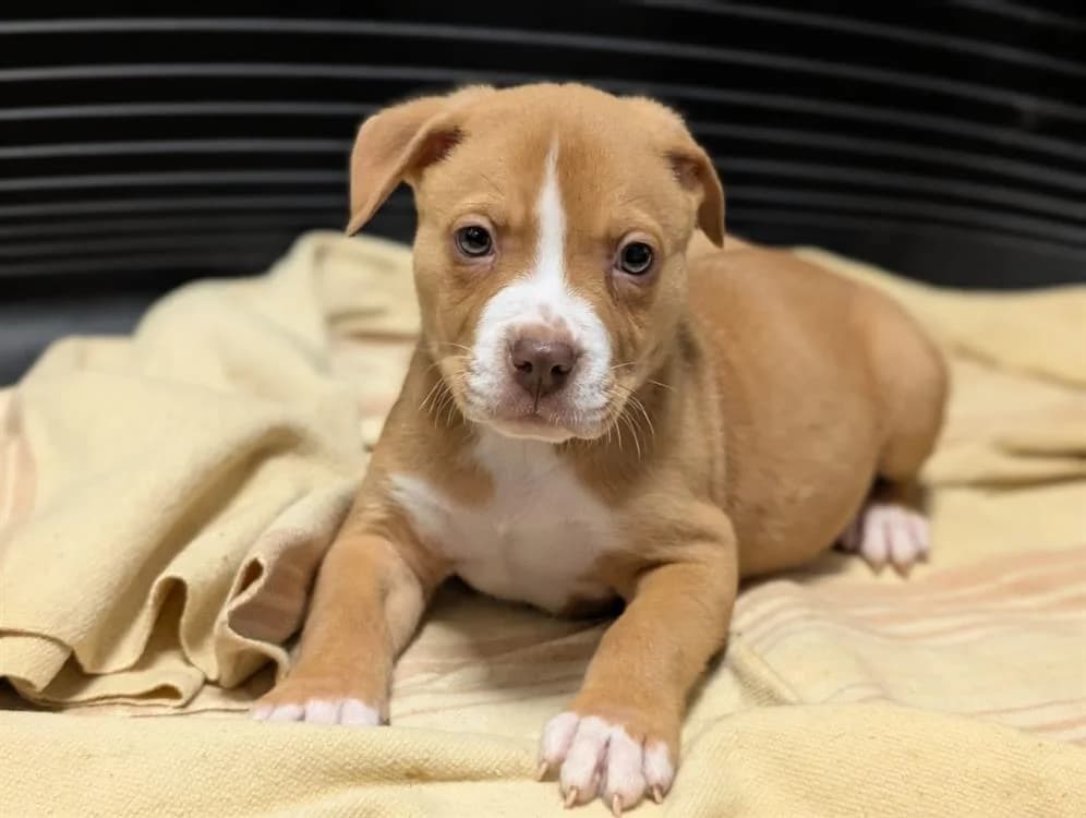 KINAI, American Bully (SPA Vichy (Brugheas))