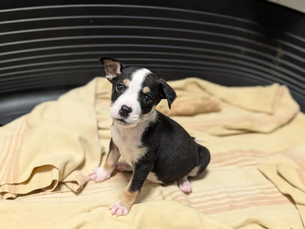 MINNIE, female mixed breed for adoption at SPA Vichy (Brugheas), Vichy