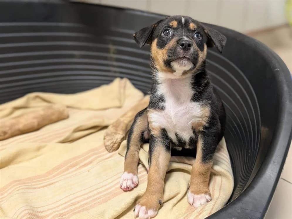 VAÏANA, female Mixed Breed for adoption at SPA Vichy (Brugheas), Vichy