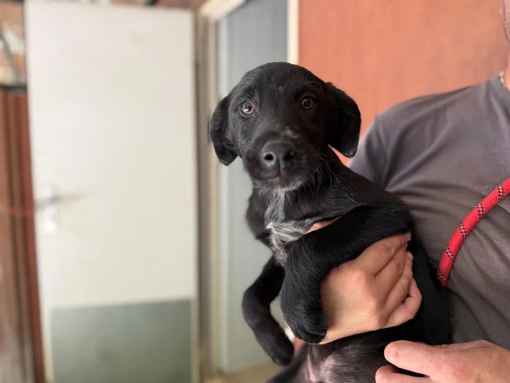 FOXINY, male puppy mixed breed for adoption at SPA Vichy (Brugheas), Vichy