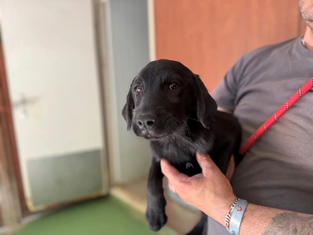 KOKKA, female puppy mixed breed for adoption at SPA Vichy (Brugheas), Vichy
