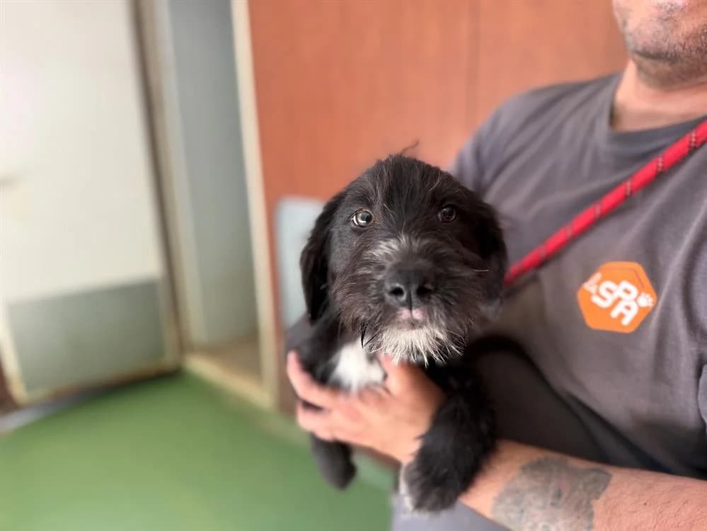 BOKARIE, female puppy mixed breed for adoption at SPA Vichy (Brugheas), Vichy