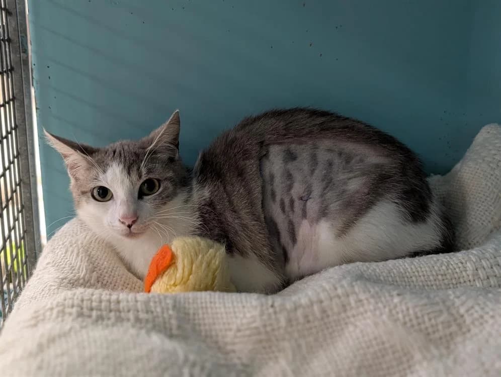 LAYS, female young Mixed Breed for adoption at SPA Vichy (Brugheas), Vichy